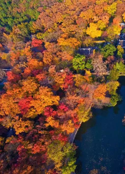 亚洲宜居城市排名2019,中国唯一一个国际评选的宜居城市