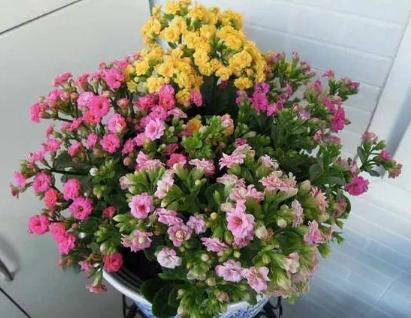 小橘子皮养花是怎么养的,橘子皮养花枝繁叶茂