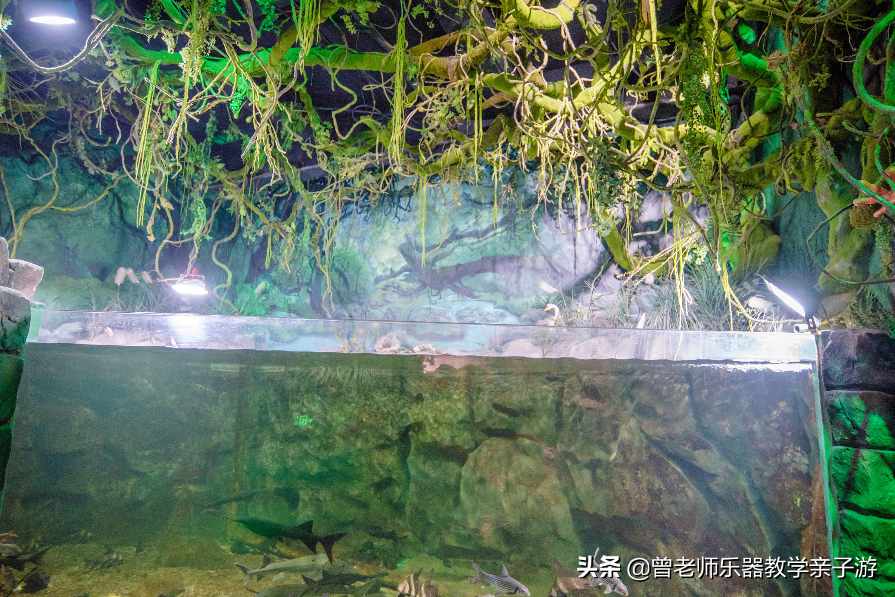 西安太奥海洋馆,西安极地海洋世界海豚表演