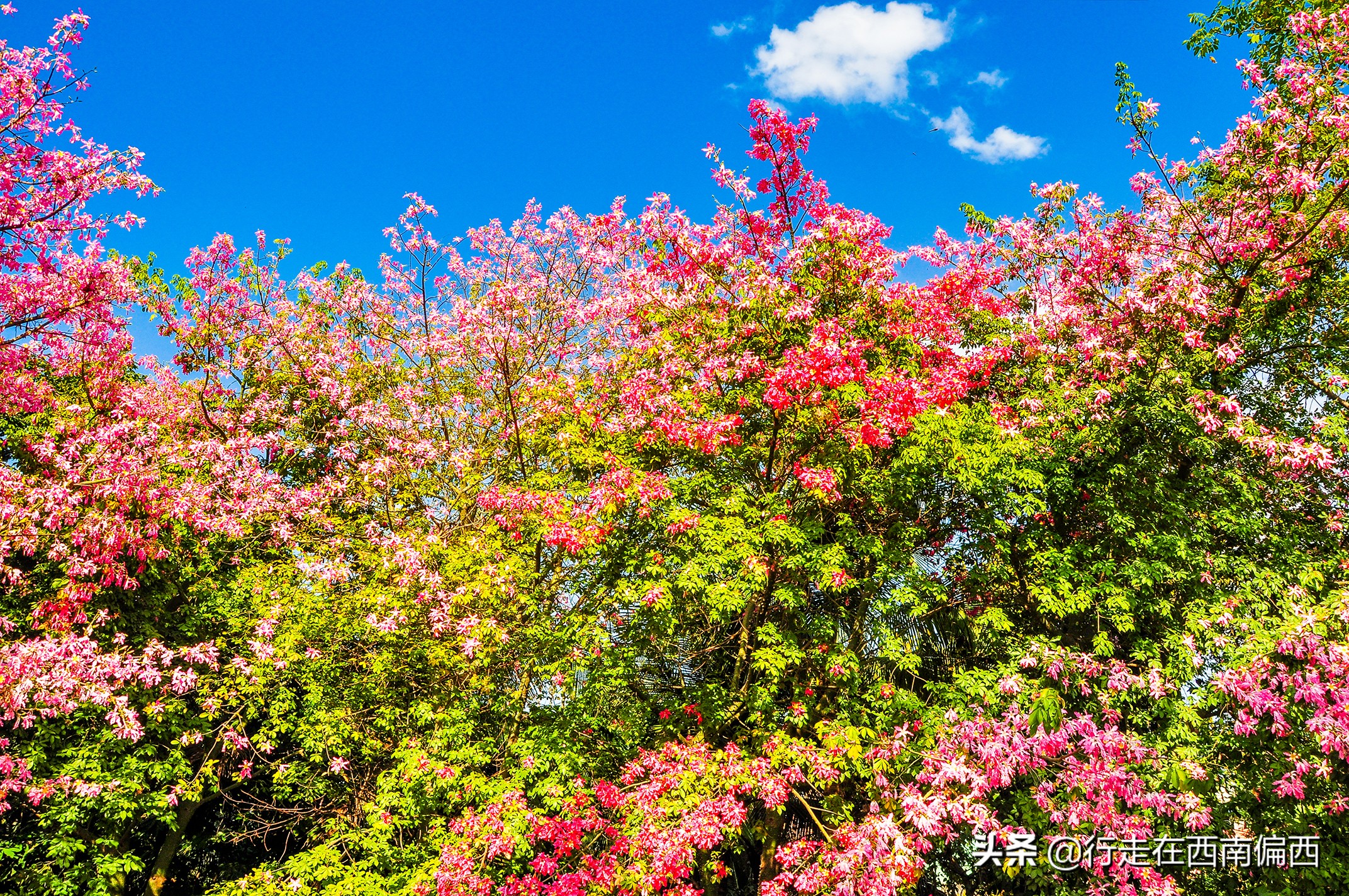 橄榄坝傣族园讲解图片,橄榄坝傣族园里面有些什么景色