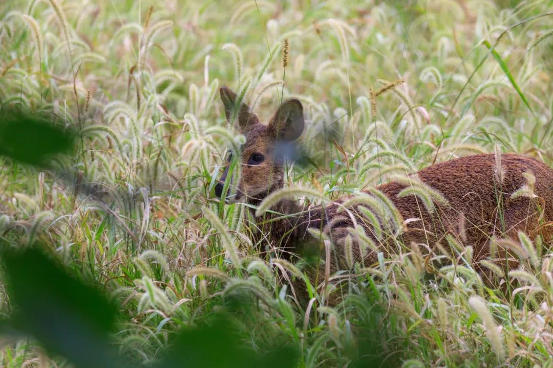 腾龙17-50f2.8镜头怎么样,腾龙150-600g2镜头拍什么好