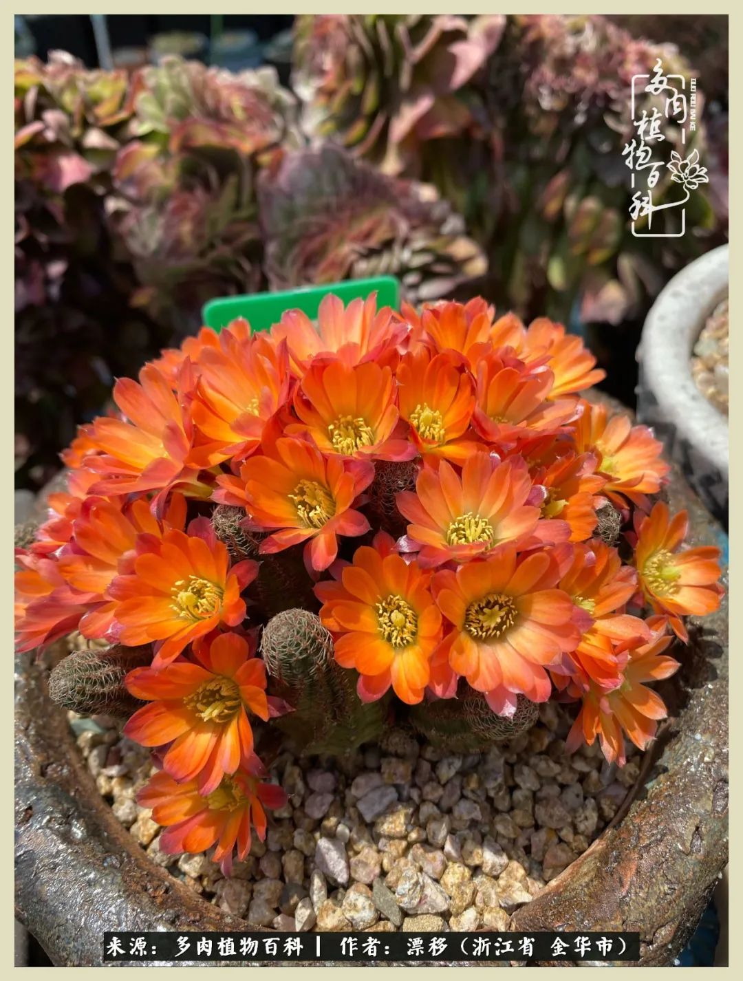 仙人球开花并散发着香味,仙人球花盛开吐露芬芳