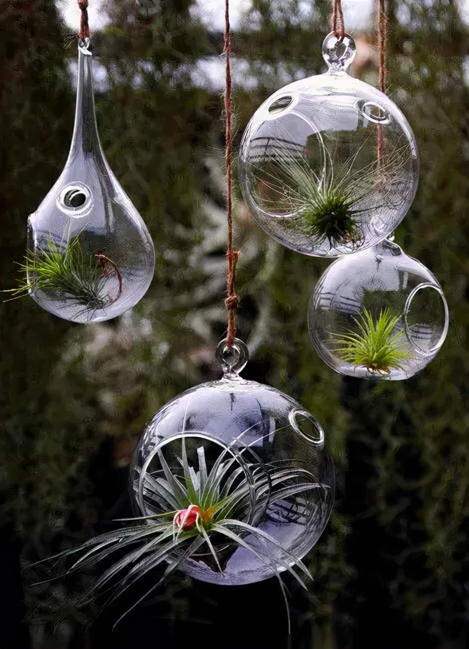 今年流行网红花,漂亮又好看的网红花