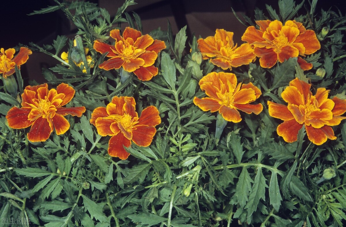 郁郁葱葱的多肉植物,适合阳光足的一年四季开花的植物