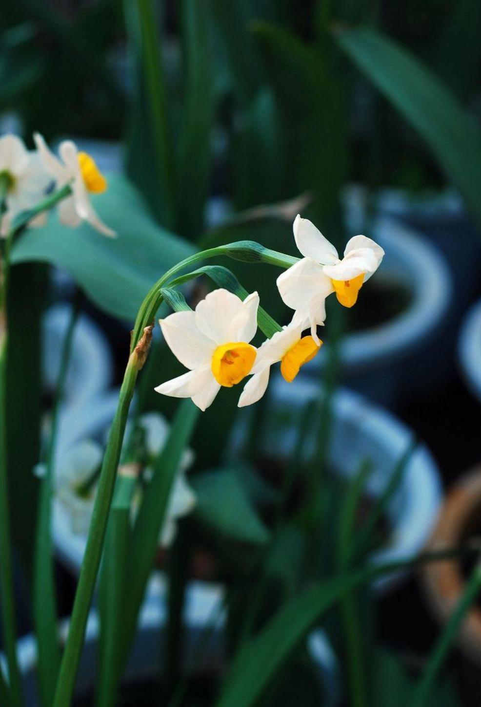 描写水仙花艳美古诗句,诗词中的水仙冬天开得最美