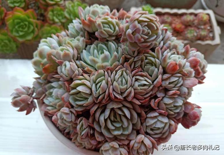 绮罗多肉怎么养出状态,多肉绮罗和碧桃外形的区别