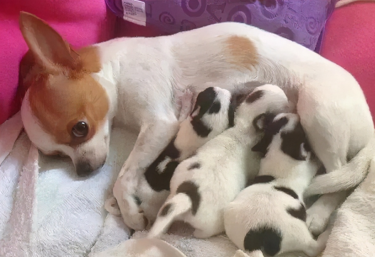 “忽悠”我买吉娃娃的人，你们把我害苦了