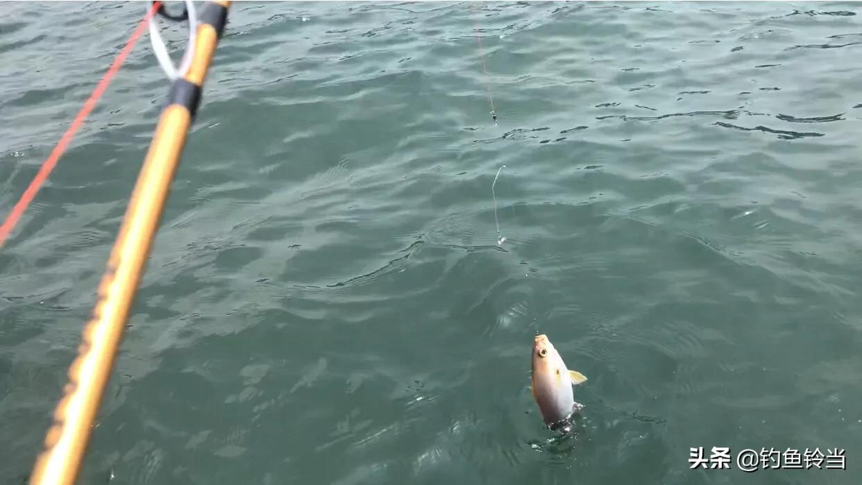 海钓黄鸡沉底钓鱼技巧,海钓黄鸡鱼用什么竿好
