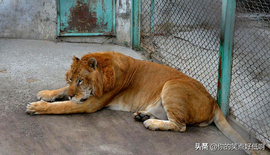 非洲象和亚洲象有没有生殖隔离，能不能杂交出“亚非象”？