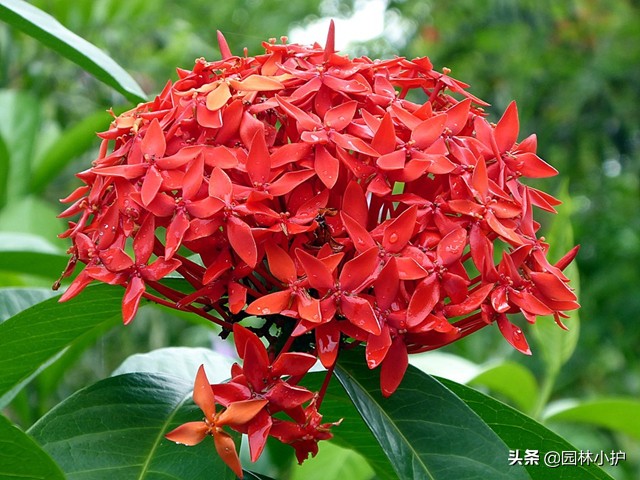 端午节驱五毒的寓意,端午节用什么植物驱邪去病