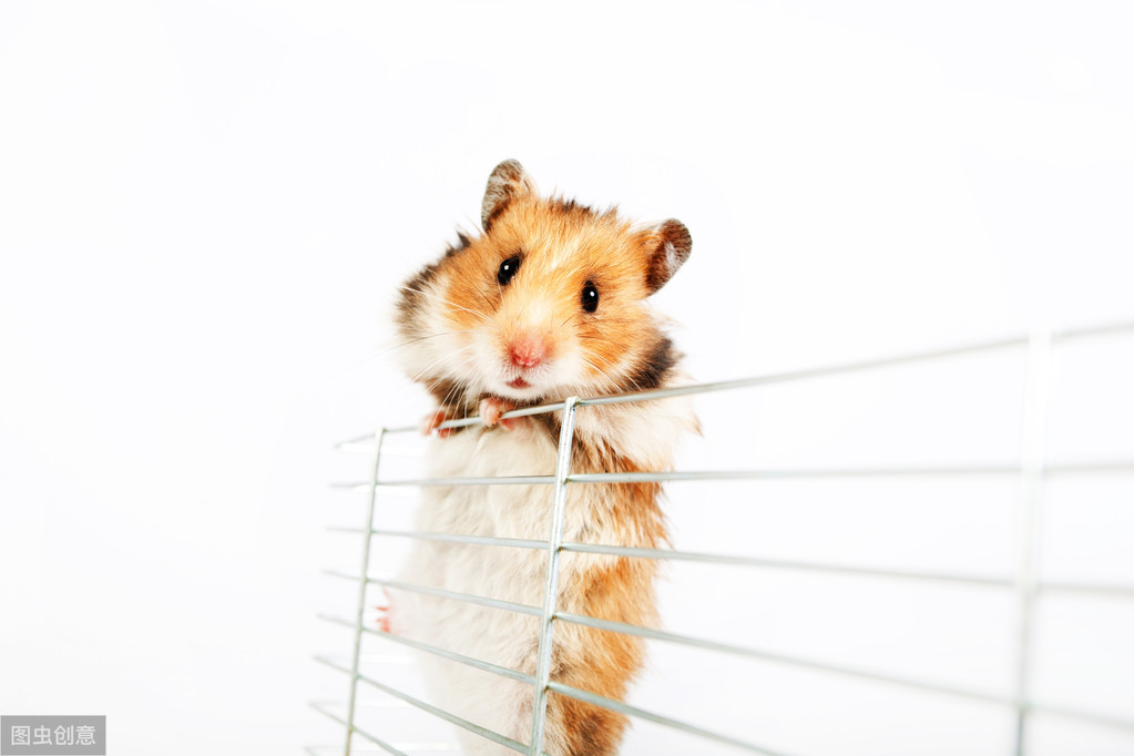 口袋宠,口袋宠物小精灵