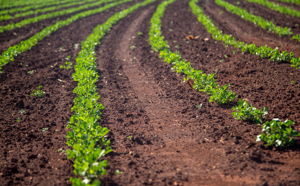花生是剥籽种植好还是带壳种植好,花生可以和什么作物一起种植