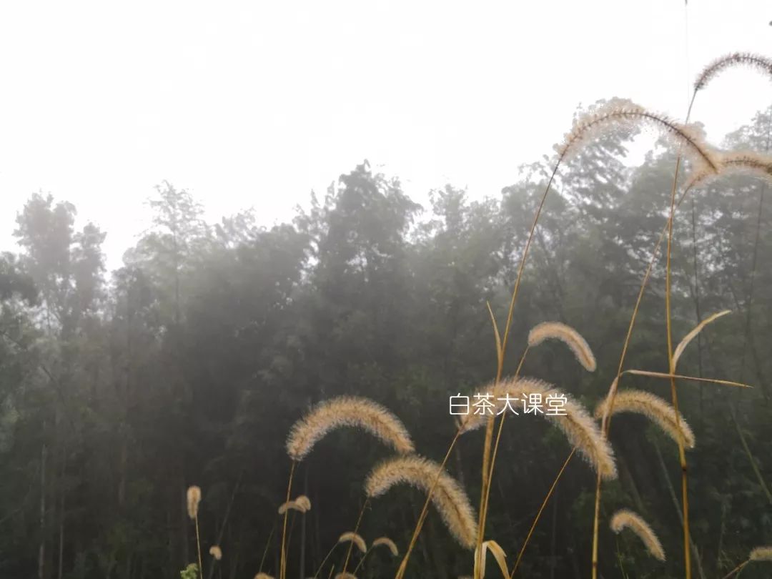 白茶究竟是什么？喜欢茶的你，这三点不妨多看