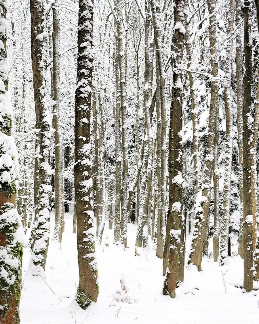 鍥涘缇庢爲,鐢板洯缇庢爲
