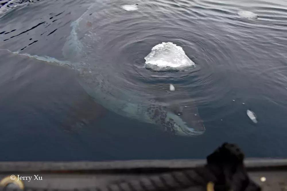 宝典妈妈带你了解国际海豹日,国际海豹日科普