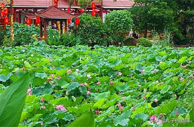 活动赏荷观光让你沉醉在这个夏天,这个夏天来苏州赏荷吧