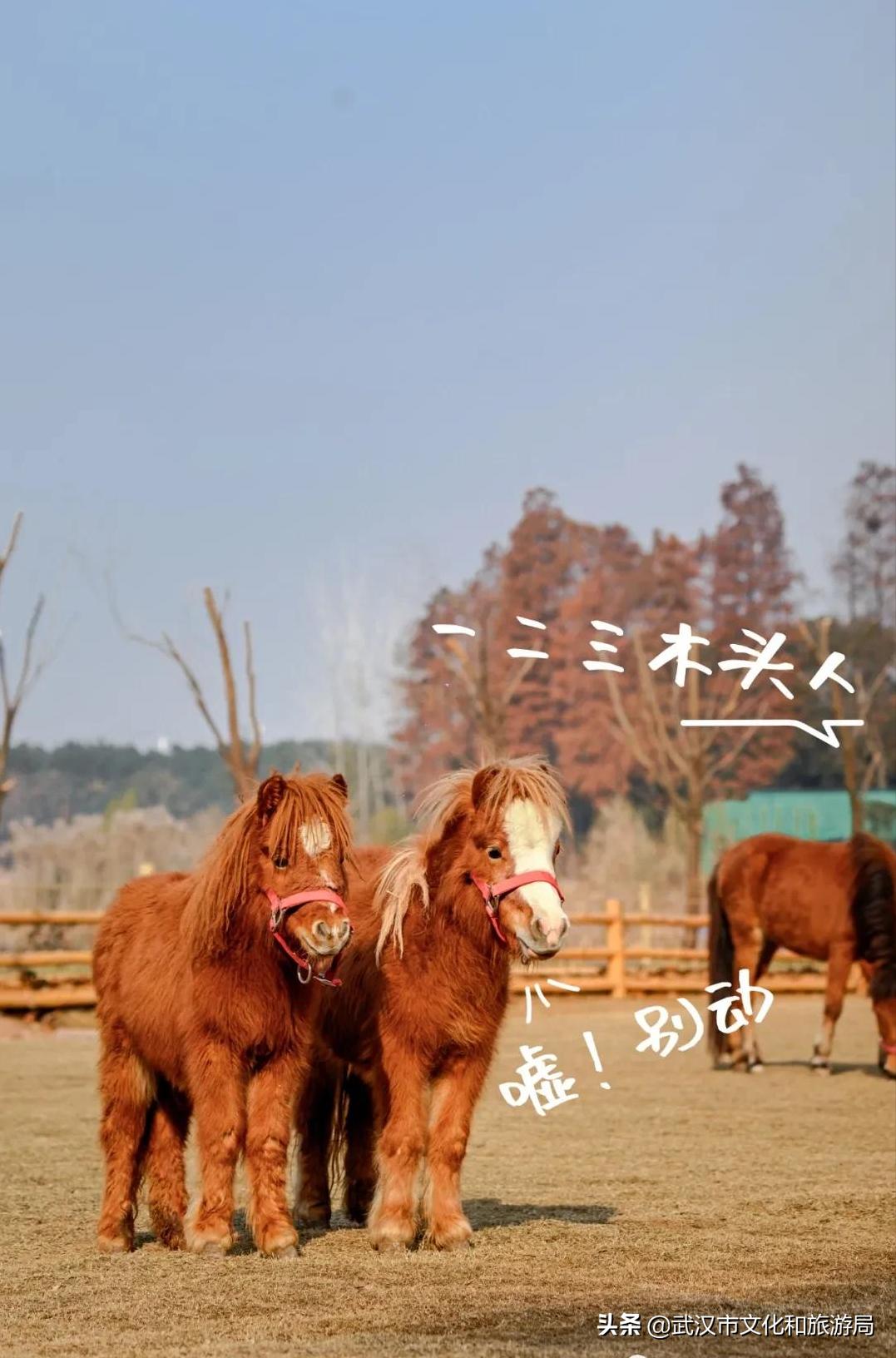 武汉野生动物王国营业时间,武汉野生动物王国有哪些园区