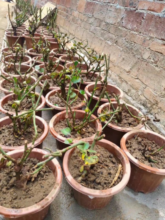 怎么种玫瑰花一年四季都有开花,玫瑰花怎么种可以一年四季都有