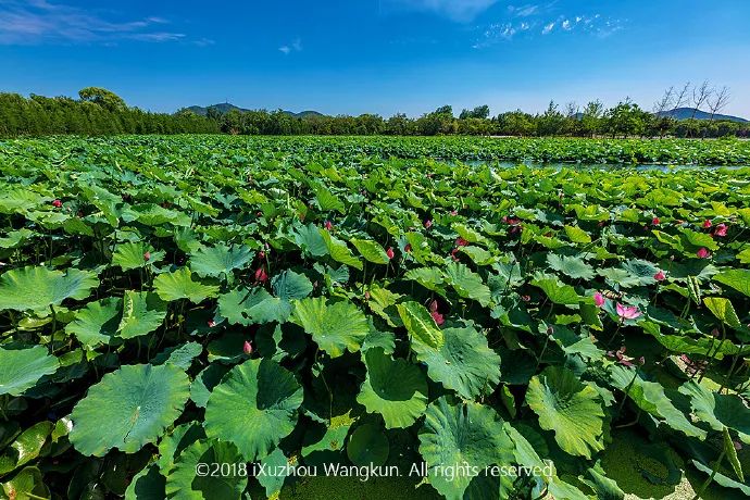 徐州荷花欣赏景区,徐州云龙湖赏荷花