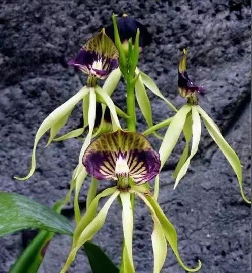 世界顶级奇花异卉,100种奇花异草图