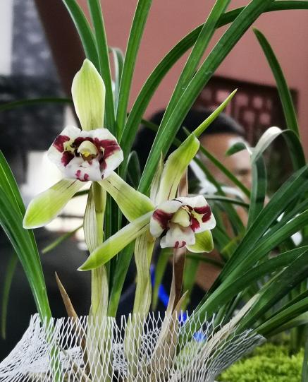 惠水第29届兰博会兰花获奖图片,惠水国际兰花展