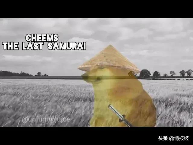 被做成表情包的柴犬doge,doge柴犬表情包万恶之源