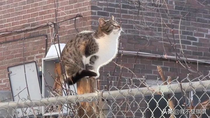 猫这么可爱为什么要删,猫咪割了蛋为什么很活泼