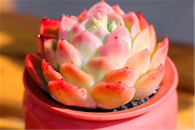 多肉冰梅养护“5妙招”，轻松爆盆饱满肥厚，白里透红美到惊艳