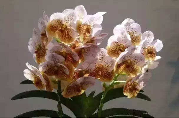 极品中的精品兰花,带你回忆天价兰花蕙兰篇