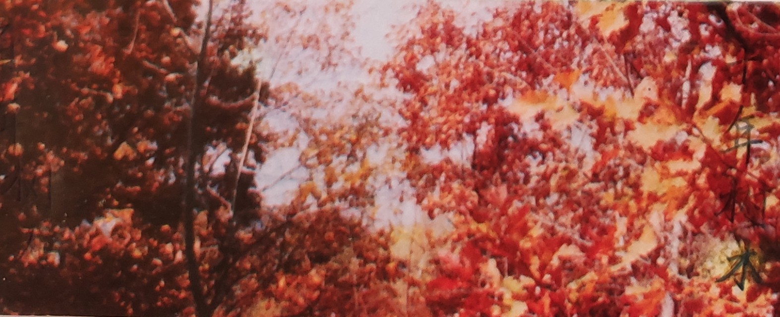 心中常驻芳华毛阿敏原唱,心中常驻芳华