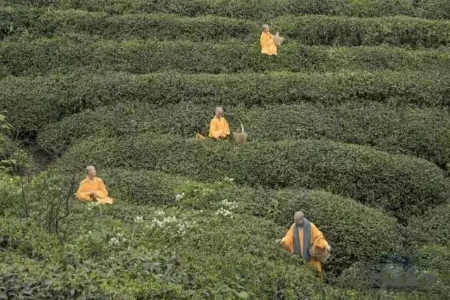 谷雨吃茶去图片,谷雨喝茶指南