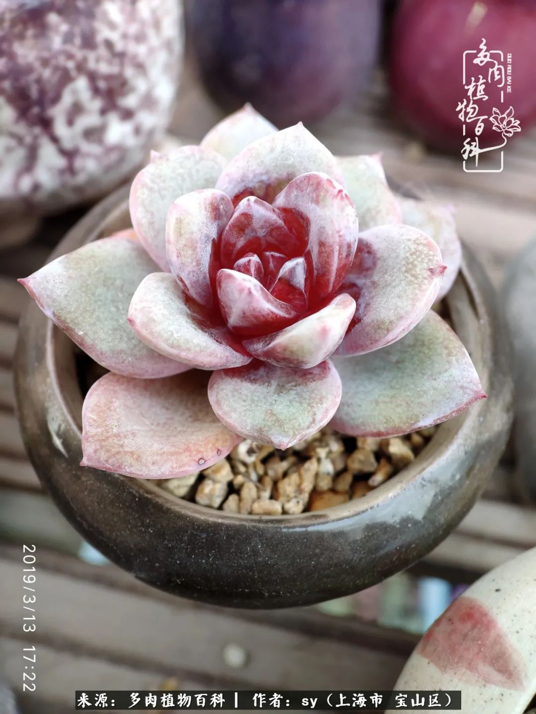 包邮区能养出状态的多肉,包邮区多肉养不死的品种