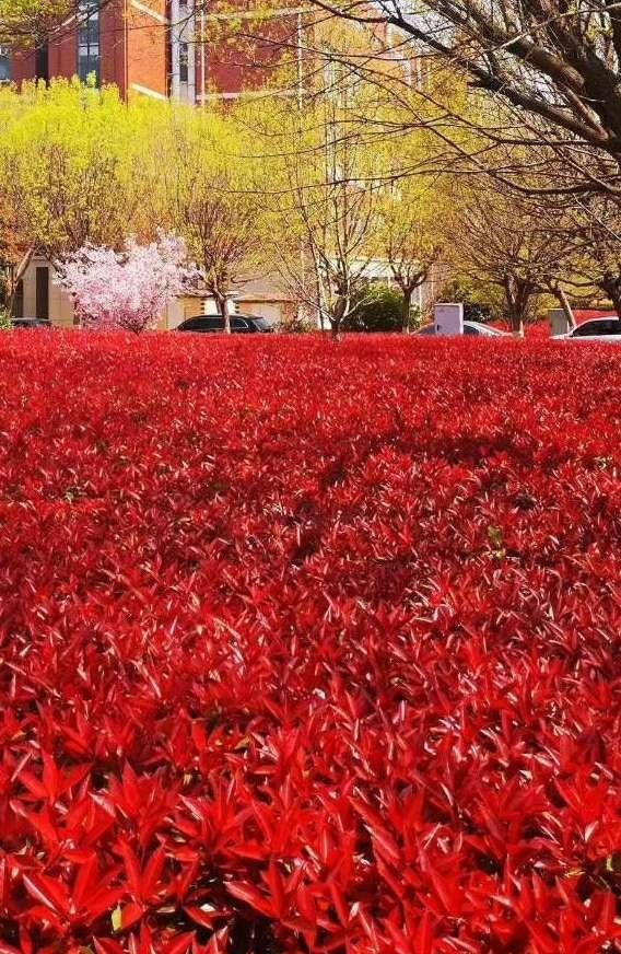 芍药花开季节花香四溢,芍药花开鸟语花香