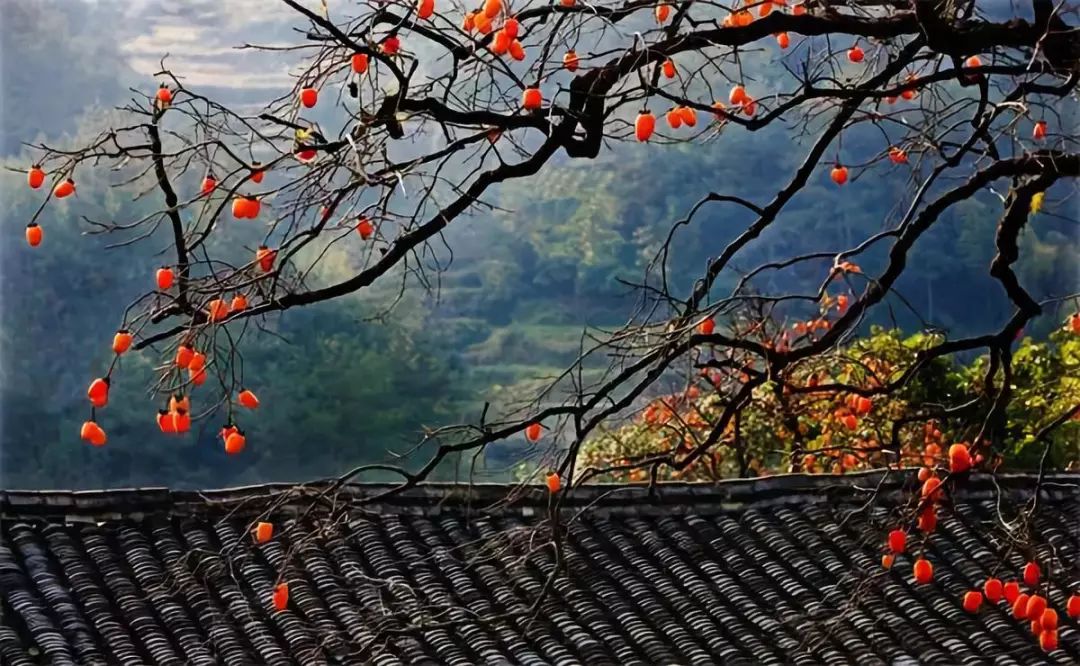 散文追寻遗落的秋光,追寻遗落的秋光全文