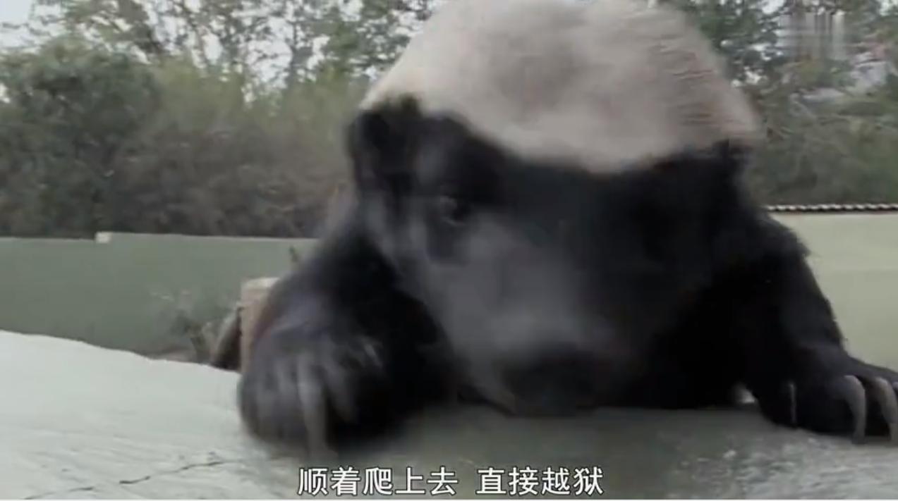 蜜獾为何如此凶猛,蜜獾那么凶猛真实的战斗力咋样