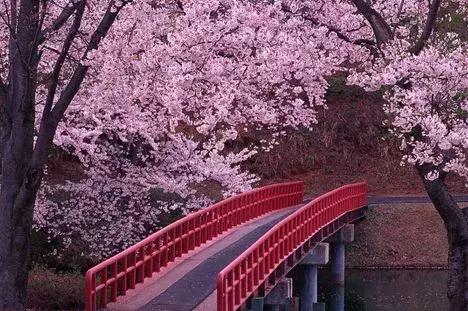 天津赏花好玩的公园,天津东丽湖哪里可以赏花