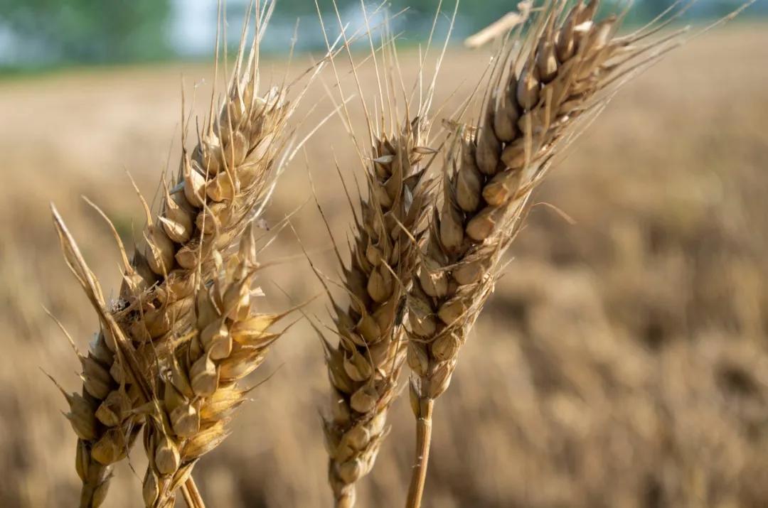 硬核整顿！高清中药教材原植物彩*图色**谱（四期）