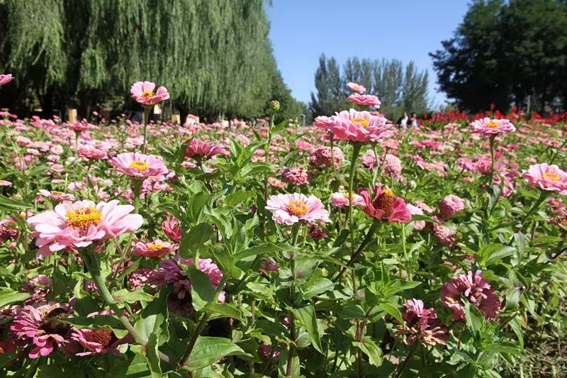 包头市新花海景点,包头最美的地方