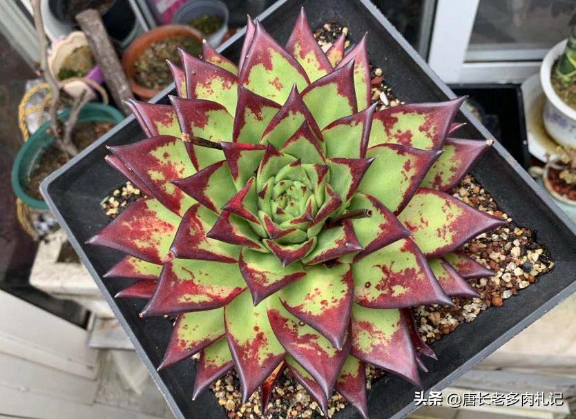 怎么灭多肉上白色的介壳虫,多肉蚧壳虫和蚜虫的区别