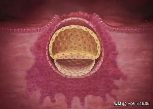 怀孕各个时期胎儿发育过程,怀孕的过程要几天