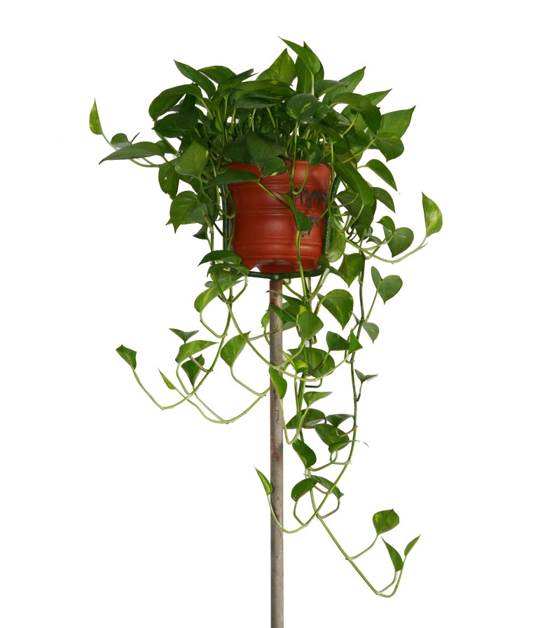 室内养绿萝最好的植物,室内适合养的18种植物绿萝