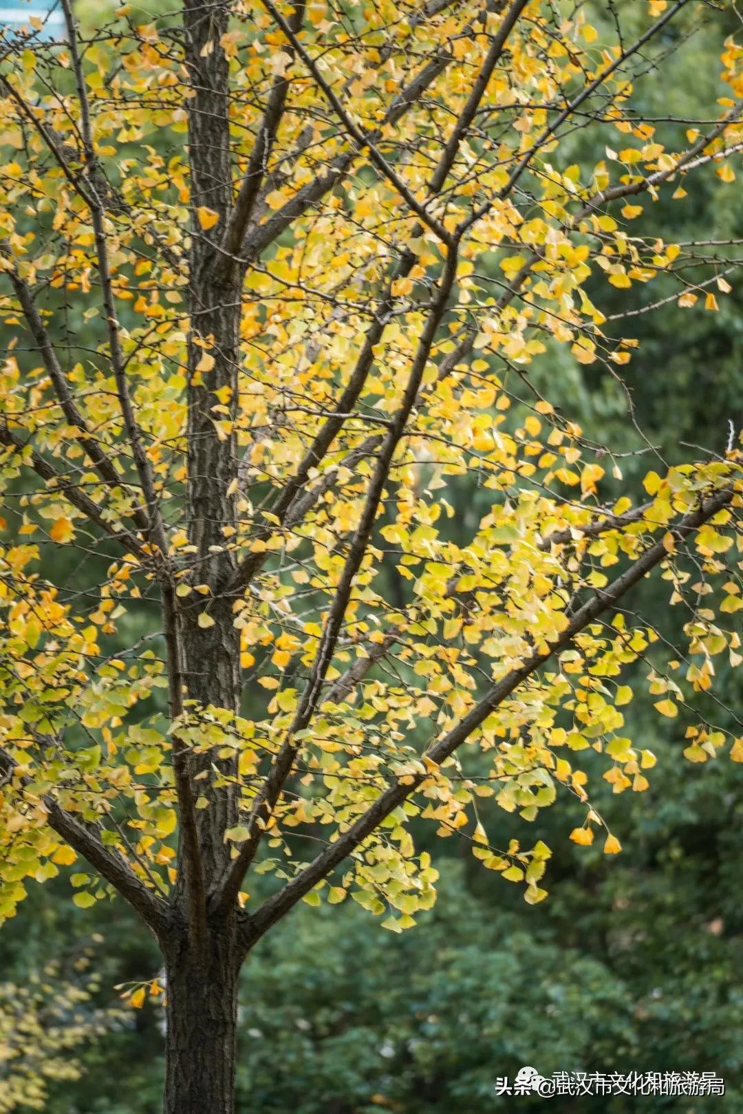五一武汉小众宝藏旅行地,武汉有哪些宝藏打卡地点