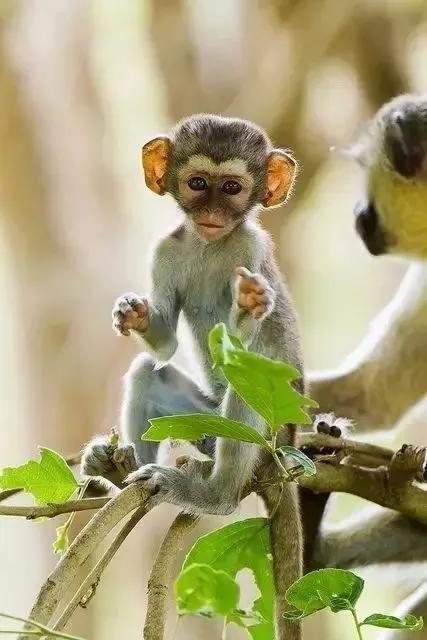 看看猴子,老猴子孙悟空72变