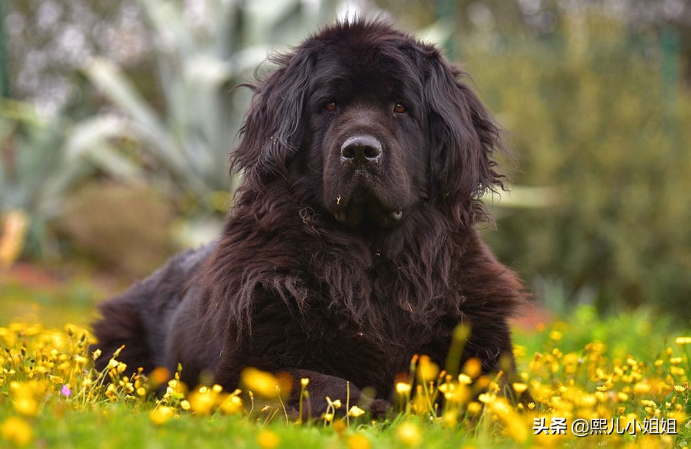 世界名贵犬种,中国名贵犬种大全图片