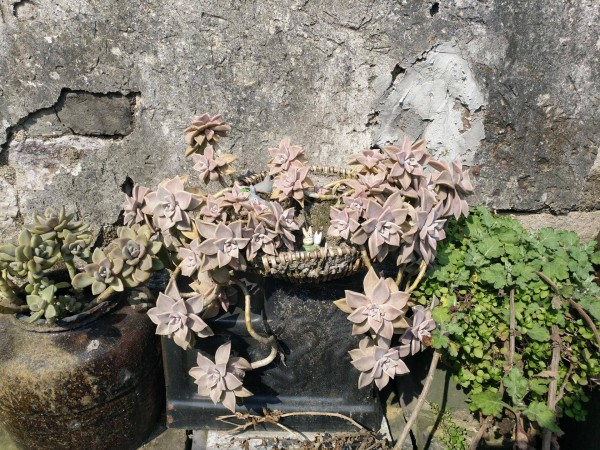 适合栽在庭院的多肉,庭院地栽多肉设计