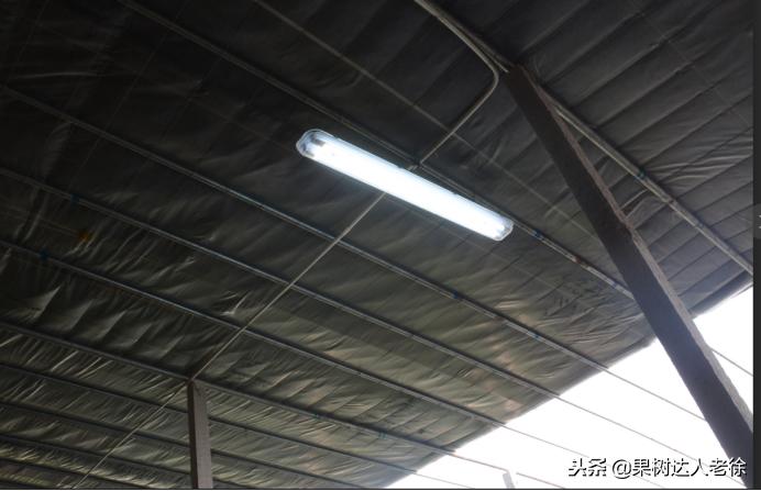 大棚桃树花期可以抹芽,大棚桃种植前景