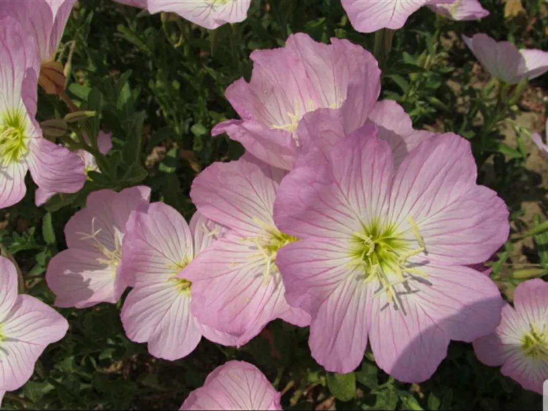 奇葩造型花：头上长草，心中有鬼，白月光。白天不开你非要晚上开