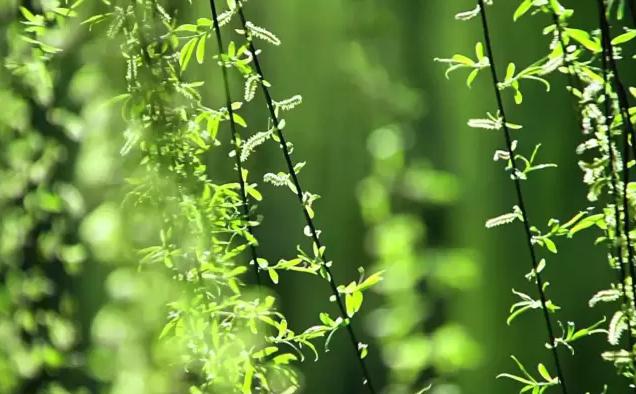 二十四节气春分歌曲,二十四节气春分手抄报