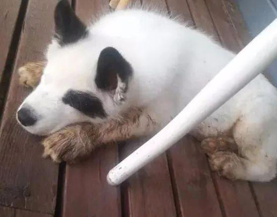 萨摩耶怀上二哈的孩子，生下来后一看狗崽的模样，就是车祸现场呀