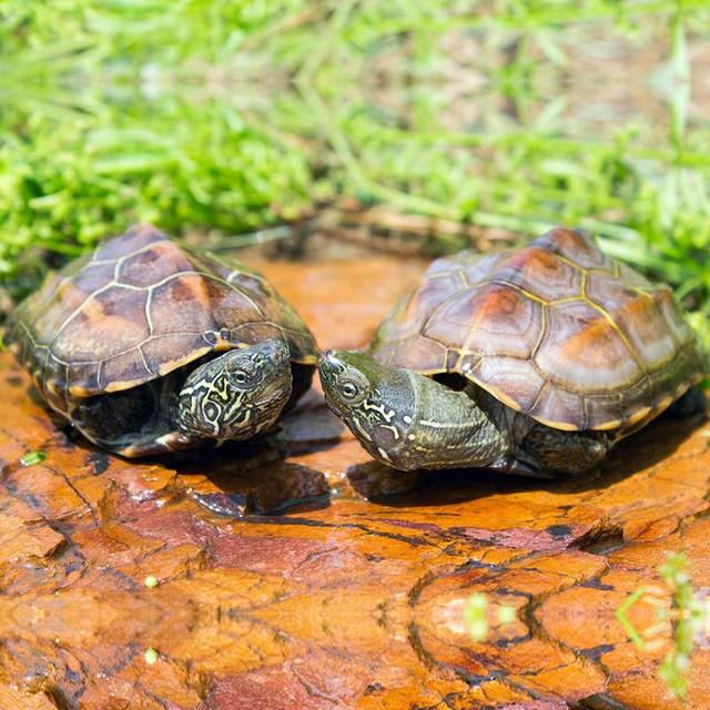 养水龟有啥风水讲究,黄喉拟水龟吃什么